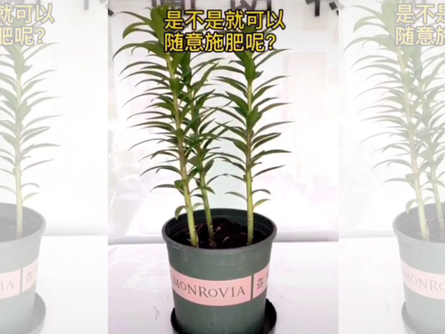 長大后的百合植株可以隨意施肥了嗎？