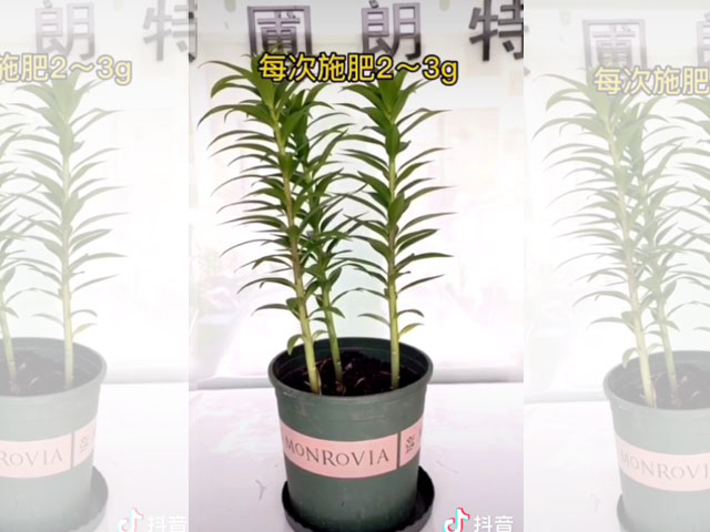 長大后的百合植株可以隨意施肥了嗎？