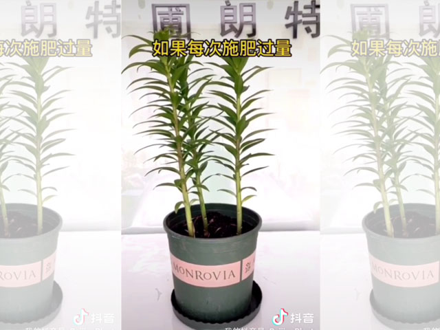 長大后的百合植株可以隨意施肥了嗎？