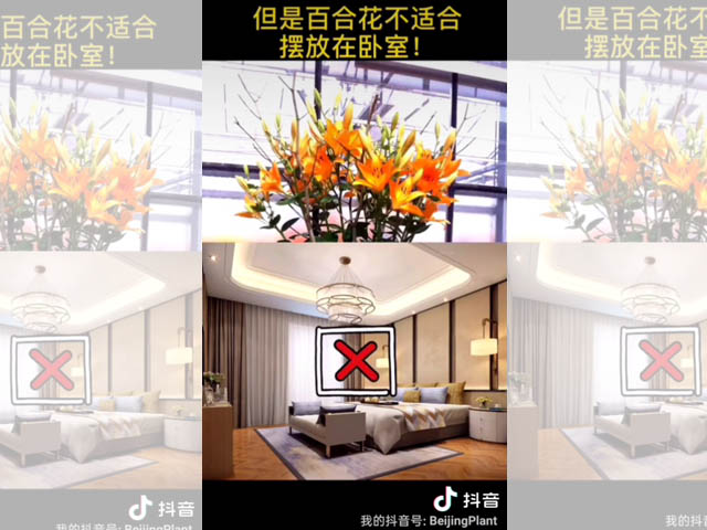 百合花適宜的擺放位置