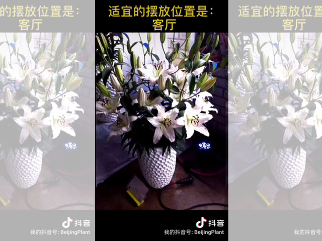 百合花適宜的擺放位置