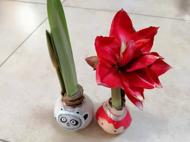 蠟封朱頂紅種球 蠟封朱頂紅種球