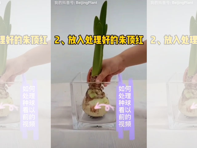 如何水培朱頂紅