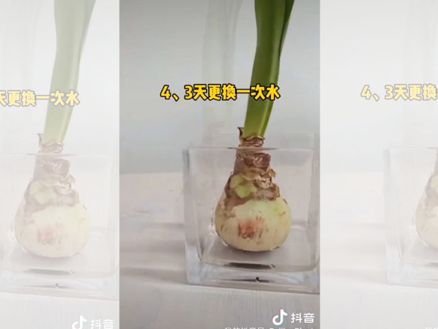 如何水培朱頂紅