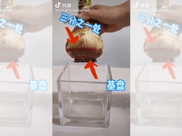 你知道如何水培朱頂紅嗎？