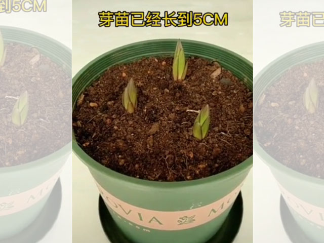 百合-死芽種球