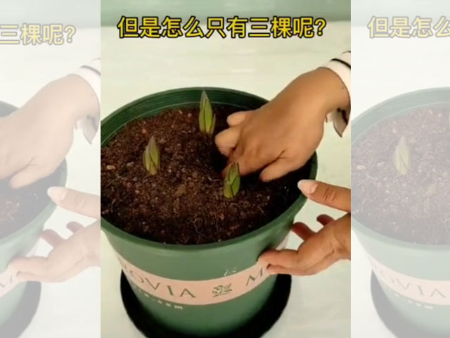 百合-死芽種球