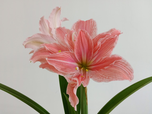 這樣養(yǎng)護(hù)，朱頂紅種球會(huì)生機(jī)勃勃