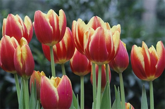 郁金香開花什么時間 郁金香開花什么時間