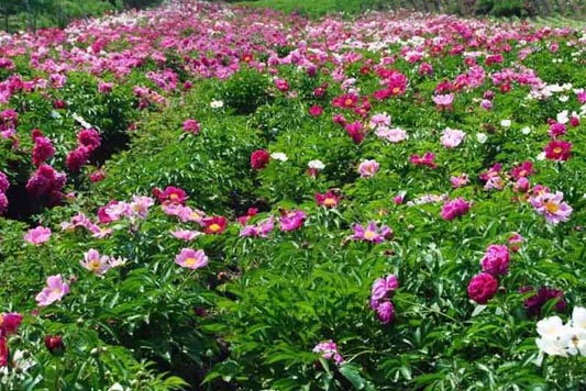 芍藥花開(kāi)