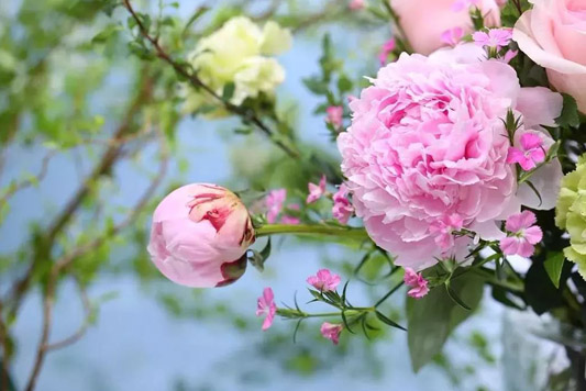 芍藥花開(kāi)