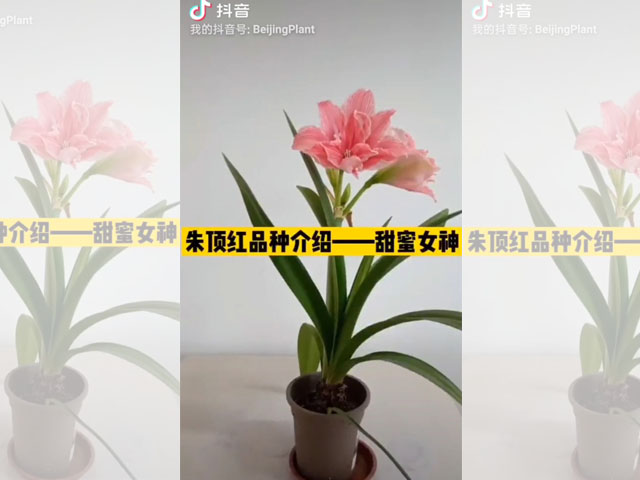 朱頂紅品種介紹-甜蜜女神