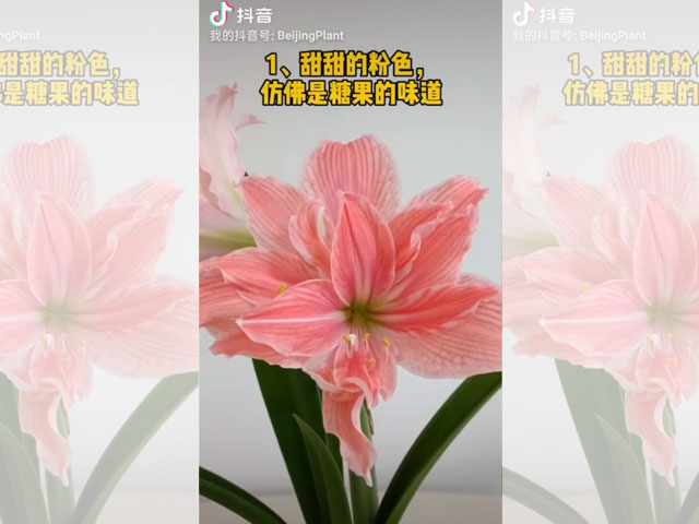 朱頂紅品種介紹-甜蜜女神