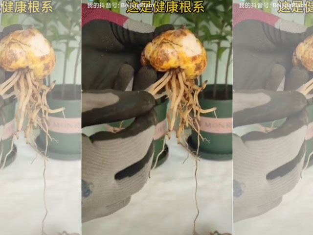 根系發(fā)達(dá)是健康的百合種球