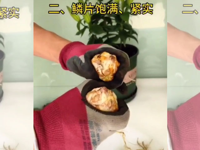 鱗片飽滿緊實(shí)的是質(zhì)優(yōu)種球