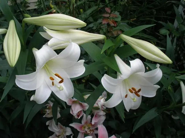 百合缺鐵的癥狀和防治措施 百合缺鐵的癥狀和防治措施