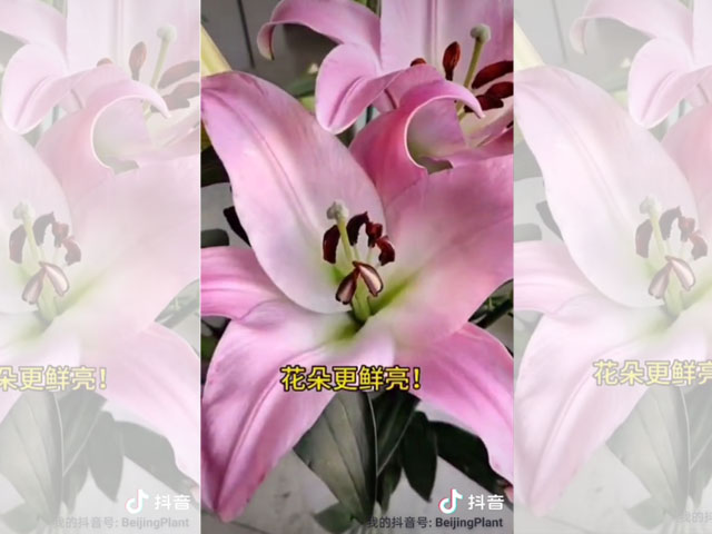 百合鮮切花-斜口插花