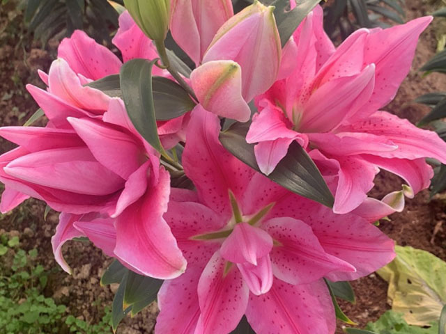 百合花種球的習(xí)性和適合種植的溫度 百合花種球的習(xí)性和適合種植的溫度