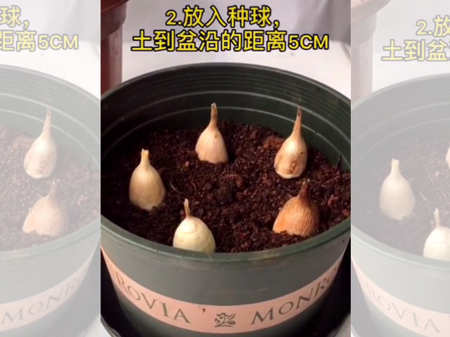 香雪蘭的種植方法