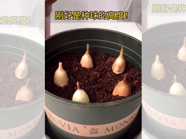 香雪蘭的種植方法