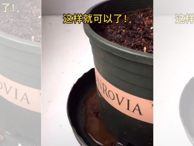 香雪蘭的種植方法