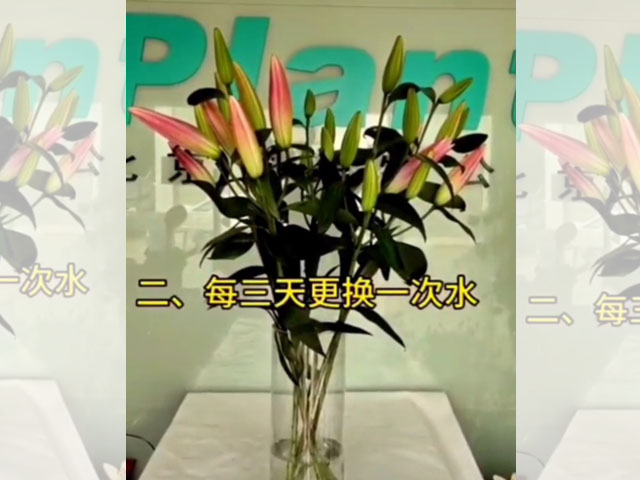 鱗片飽滿緊實(shí)的是質(zhì)優(yōu)種球 鱗片飽滿緊實(shí)的是質(zhì)優(yōu)種球