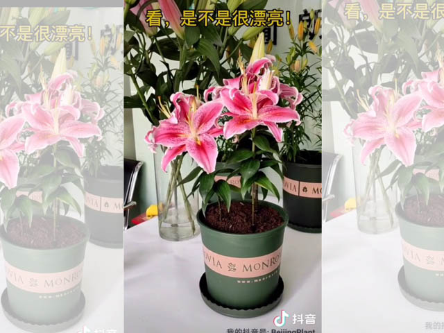 陽臺上種植百合，選多大的種球