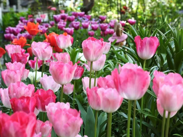 郁金香花種球這樣栽植 郁金香花種球這樣栽植