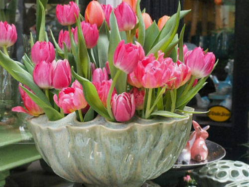 郁金香開(kāi)花后怎么處理 郁金香開(kāi)花后怎么處理