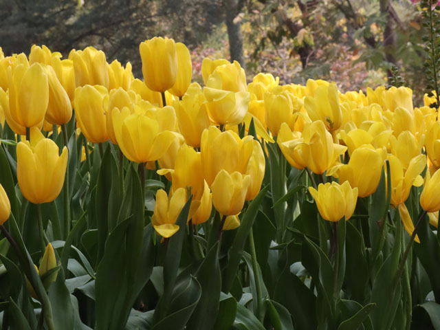 郁金香花種球應(yīng)該這樣栽種