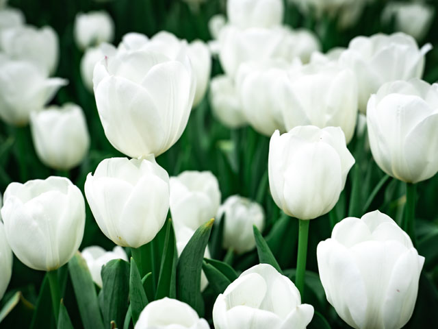 做好這三步，郁金香開(kāi)花艷麗又豐滿(mǎn)