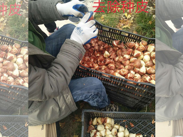 郁金香種球的處理和種植方法