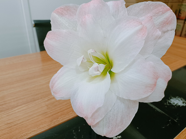 好養(yǎng)的球根花卉朱頂紅