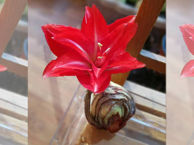 好養(yǎng)的球根花卉朱頂紅