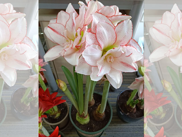 朱頂紅種球種植后的初次澆水應(yīng)該怎么樣做 朱頂紅種球種植后的初次澆水應(yīng)該怎么樣做
