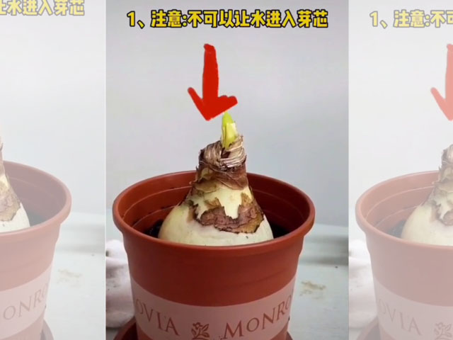 不可以讓水進(jìn)入芽芯 不可以讓水進(jìn)入芽芯