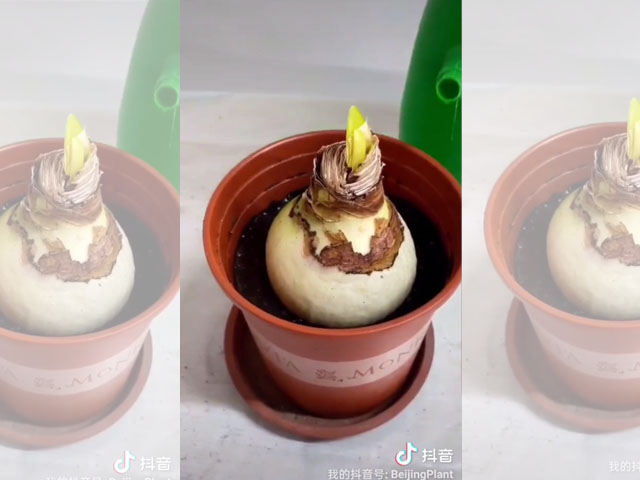 沿著盆沿澆水 沿著盆沿澆水