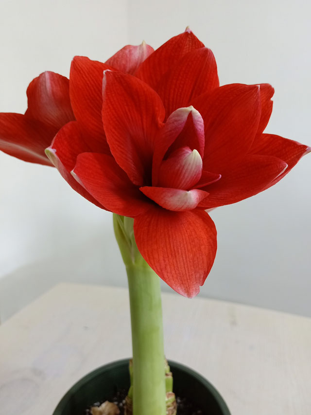 朱頂紅