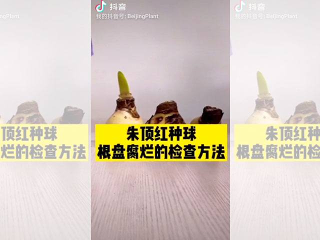朱頂紅種球根盤腐爛的檢查方法