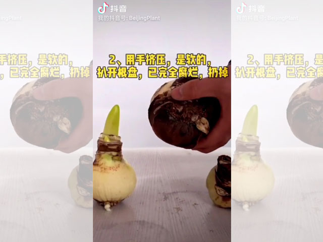 朱頂紅種球根盤腐爛的檢查方法