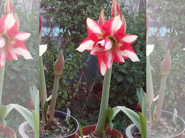 干貨：朱頂紅種球花后管理