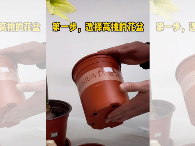 朱頂紅種球種植前的花盆選擇