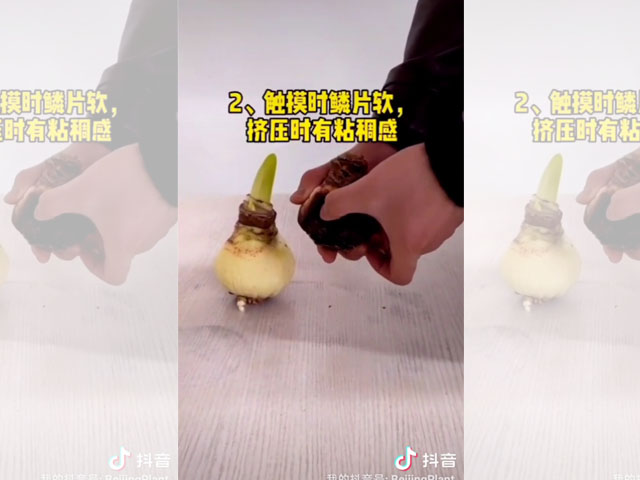 朱頂紅種球鱗片腐爛的檢查方法
