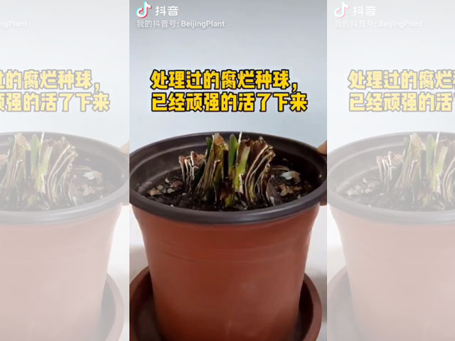 朱頂紅種球頑強(qiáng)的生命力