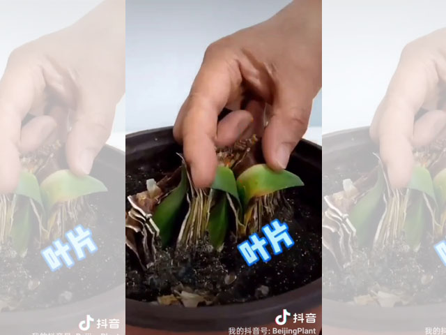 朱頂紅種球頑強(qiáng)的生命力