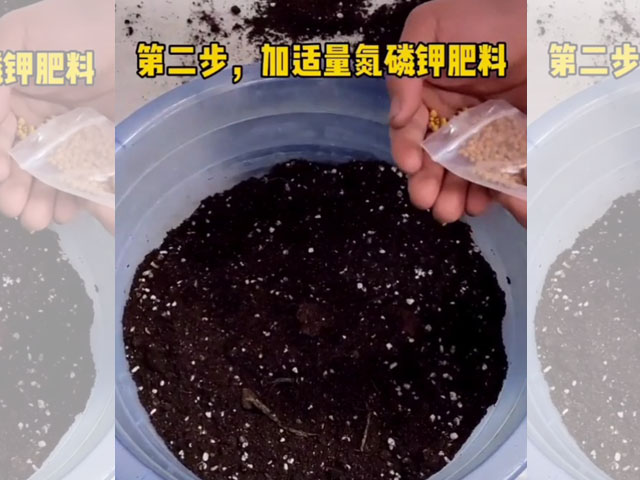 給朱頂紅種球加適量的氮磷鉀肥料 給朱頂紅種球加適量的氮磷鉀肥料