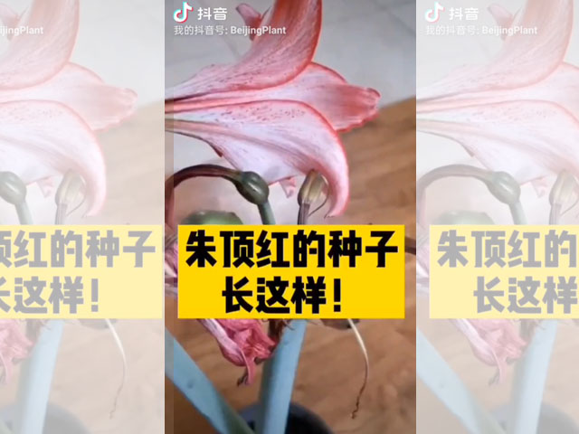 朱頂紅的種子長這樣