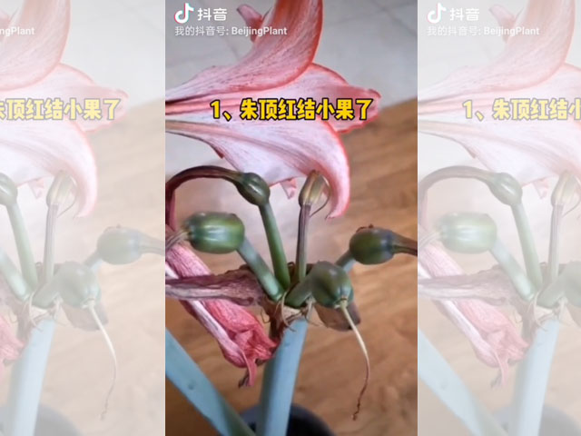 朱頂紅的種子長這樣