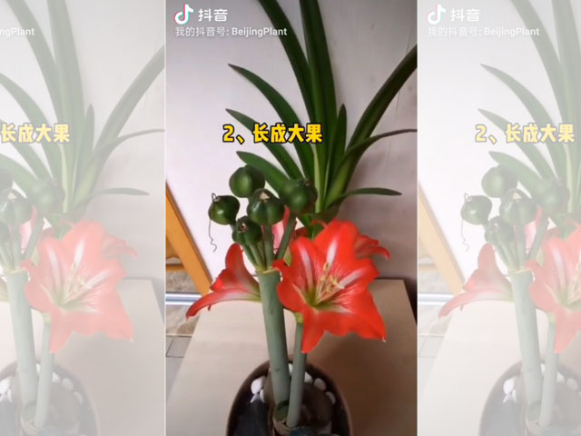 朱頂紅的種子長這樣