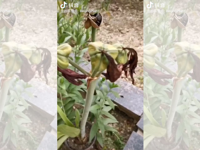朱頂紅的種子長這樣